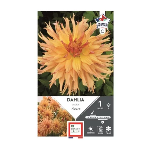 Jardin & idées:Dahlia cactus Aurore saumon clair Ernest Turc - 1 bulbe