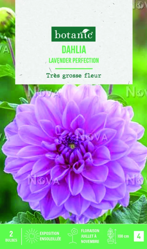 Durable au jardin：Bulbes de fleurs Dahlia décoratif Lavender Perfection botanic® - 2 bulbes