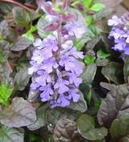 Jardin déco:Bugle rampant - Le pot de 10,5 cm