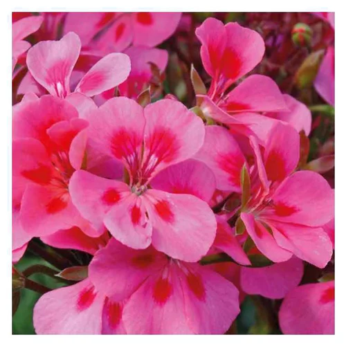 Tendance extérieur:Geranium zonale Americana Mega Splash rose bicolore en pot 12x12 cm