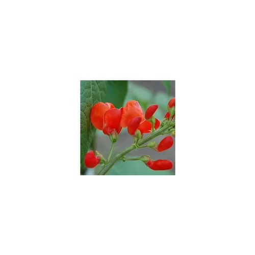 Jardin & maison:Haricot grimpant Tippi - Le pot de 1 litre