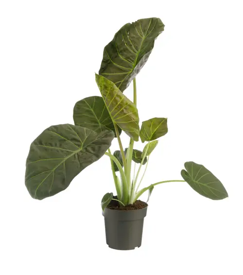 Jardin accessoire:Alocasia Regal Shield vert. Le pot Ø 19 cm