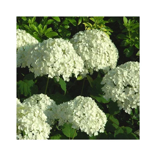 Confort dehors：Hortensia Annabelle blanc. Le pot de 5 litres