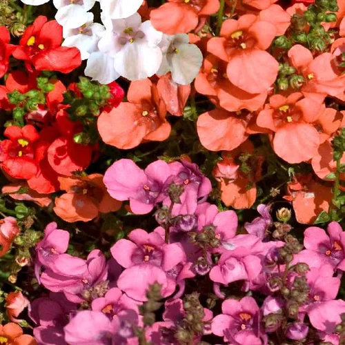 Extérieur qualité：Diascia ou Diascie à fleurs roses - Le pot Ø 12 cm