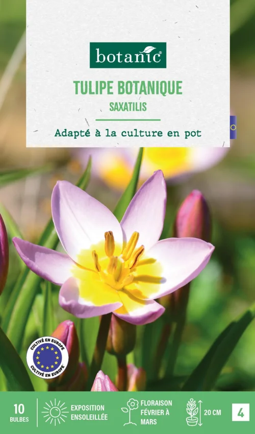 Pour la maison et le jardin:Tulipe species saxatilis botanic® - 10 bulbes