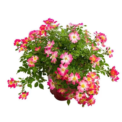Pour valoriser vos extérieurs：Rosier couvre sol varié – Pot de 6L