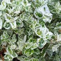 Jardin au quotidien：Euonymus Fort.Harlequin - Le pot de 1 litre