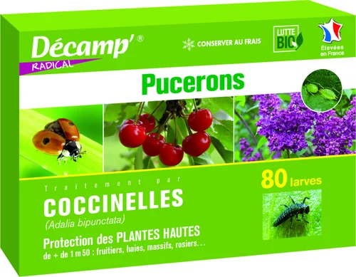 Jardin essentiel:Coccinelles Adalia Bipunctata 80 larves