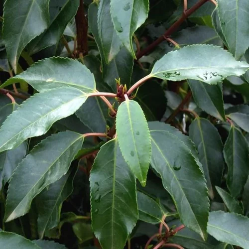 À découvrir pour l’extérieur：Prunus Lusitanica 125/150 cm en pot de 25 L