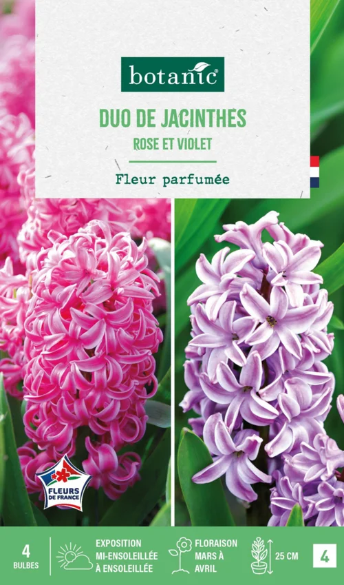 Choix pratique：Jacinthe en duo botanic® - 4 bulbes