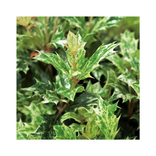 Pour compléter votre espace extérieur：Osmanthus Tricolor jaune. Le pot de 1 litre