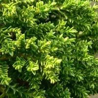 Pour vos projets jardin:Hebe Green Globe - Le pot de 3 litres