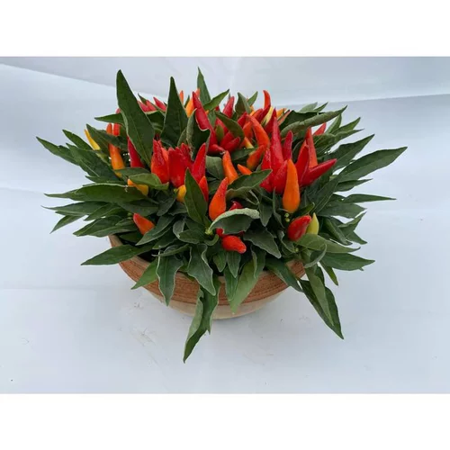 Pour mieux vivre dehors：Piment décoratif - La coupe terre cuite