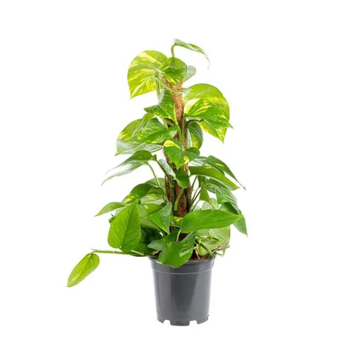Sélection extérieure:Pothos avec tuteur mousse. Le pot Ø 17 cm