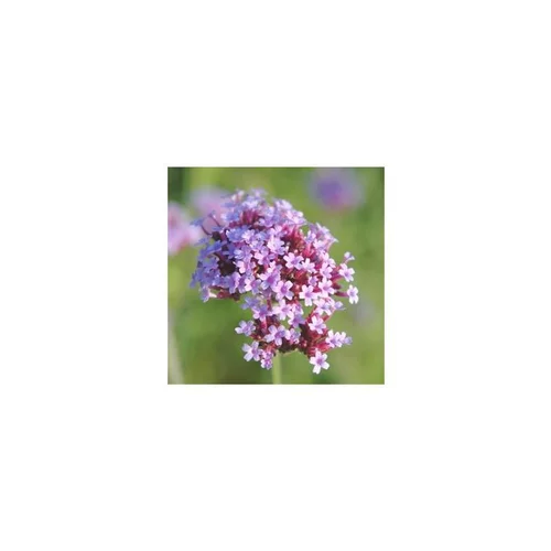Choix nature：verveine bonariensis 'lollipop' - Le pot de 5 litres