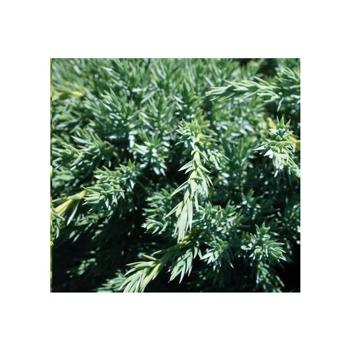 Jardin utile:Genévrier écailleux Blue Carpet. Le pot de 2 litres, 20/25 cm