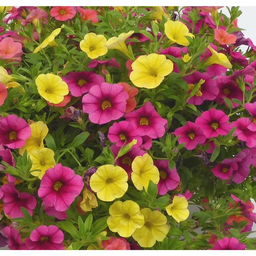 Accessoire jardin：Calibrachoa - Le pot de 25 cm
