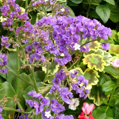 Le choix pour le jardin：Statice - Le pot de 2 litres