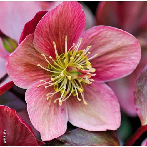Idée au jardin：Hellébore (ou Rose de Noël) rose - Le pot de 0,75 litres