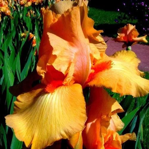 Pour votre projet：Iris des Jardins 'Coup de Soleil' - Le pot de 1 litre