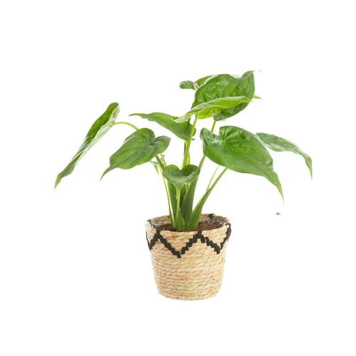 Univers extérieur：Alocasia Calidora avec cache pot en vannerie. Le pot de ø 19 cm