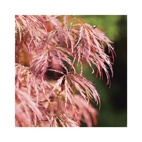 Pratique pour le jardin:Erable du Japon (ACER PALMATUM DISSECTUM ORNATUM ) Le pot de 30 litres