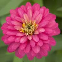 Jardin malin:Zinnia à grandes fleurs - Le pot de 2,5 litres