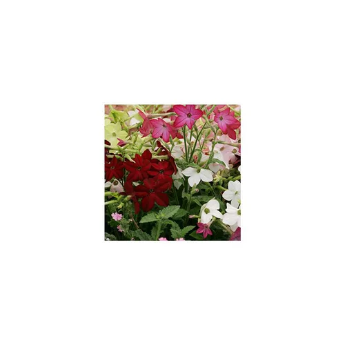 Essentiel pour le jardin：Tabac ornemental - Le pot de 12 x 12 cm