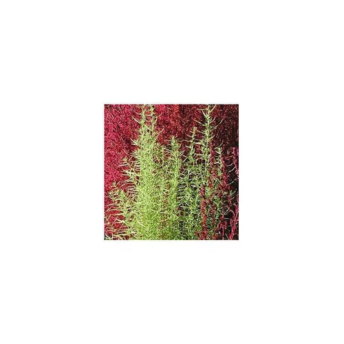 Bien pensé jardin：Kochia - Le pot de 1 litre