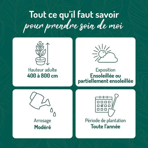 Pour transformer vos extérieurs:Vigne vierge MURALIS. Le pot de 3 litres
