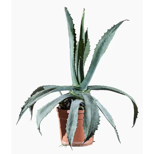 Confort extérieur：Agave Americana touffe. Le pot de 3 litres