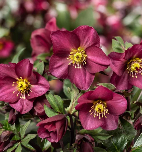Jardin à équiper:Hellébore Hgc® Ice N' Roses® Classic Red Romance - Le pot de 2 litres