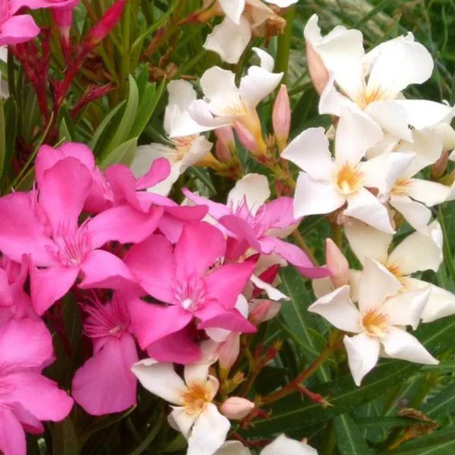 Durable au jardin:Nerium Oleander Varié extra – Pot de 7L