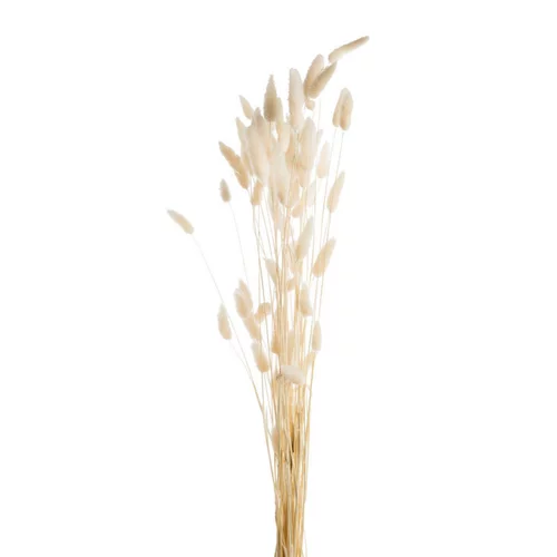 Pour un extérieur agréable:Fleurs séchées coloris blanc lagure