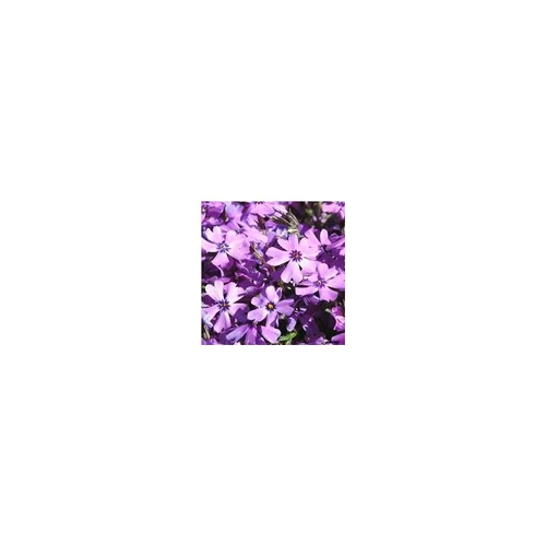 Extérieur pratique:Phlox mousse - Le pot de 4 litres
