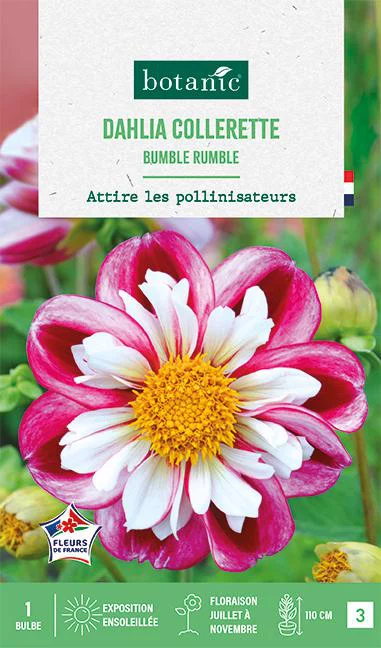 Idée jardin：Bulbe de fleurs Dalhia collerette Bumble Rumble botanic® - 1 bulbe