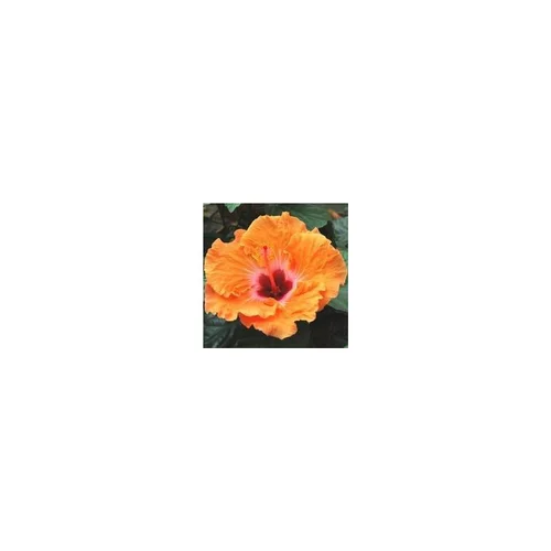 Espace vert malin:Hibiscus de Chine mini tige - Le pot de 3 litres