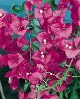 Jardin à adopter:Bougainvillier Varié sur échelle – Pot de 10L