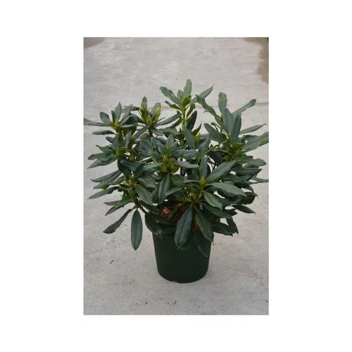 Jardin et déco:Rhododendron Madame Masson blanc