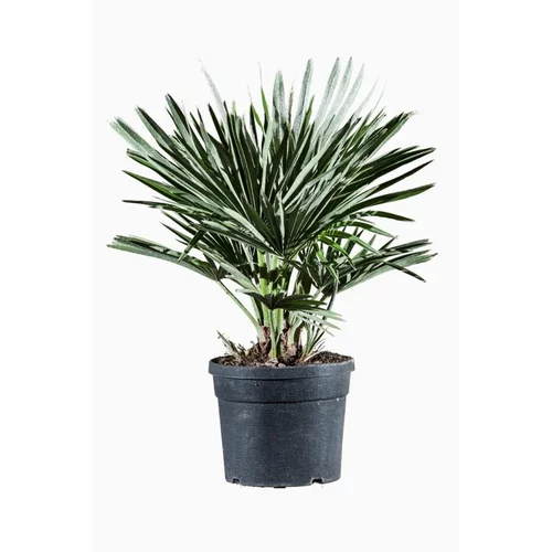 Pour mieux profiter de l’extérieur:Chamaerops Humilis Compacta en pot de 3 L vert