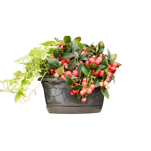 Au service de votre jardin：Coupe Columbarium blanche - La composition