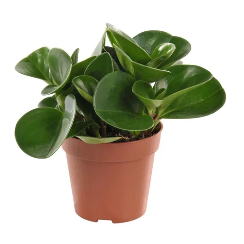 Pour votre espace vert：Peperomia obtusifolia