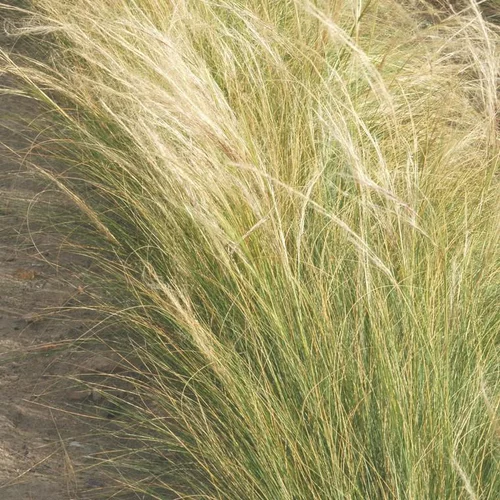 Jardin et nature:Stipa Ten - Ponytails - Le pot de 3 litres