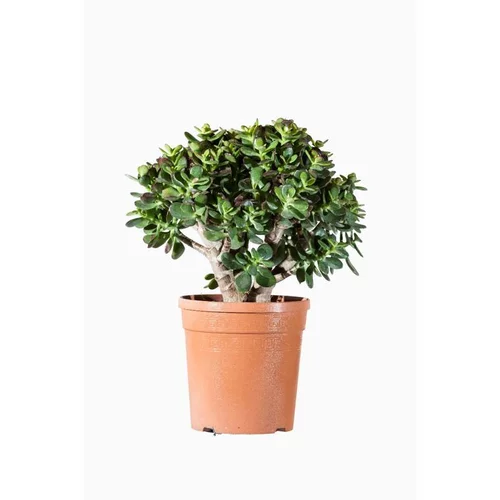 À découvrir pour le jardin：Crassula Compacta. Le pot de 2,5 litres