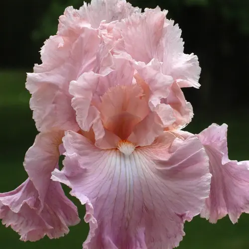 Pour mieux profiter du jardin:Iris des jardins Pond Lily - Le pot de 1 litre
