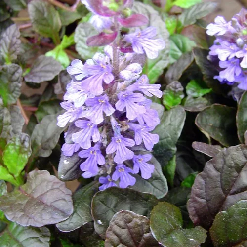 Pour mieux organiser vos extérieurs:Bugle rampante Atropurpurea (Ajuga reptans) à fleurs bleues - La barquette de 6 plants