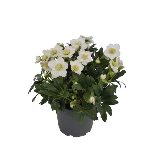 Pour un jardin plus pratique:Helleborus Orientalis rose. Le pot de 1 litre