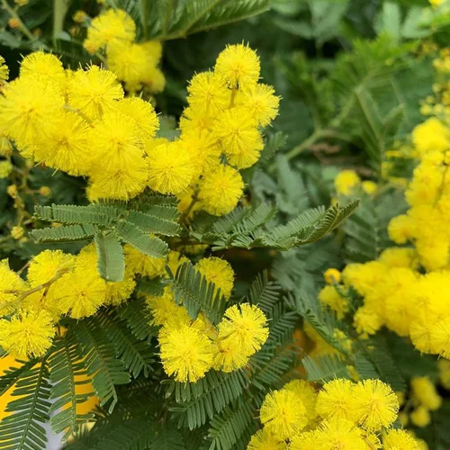 Bien pensé pour le jardin：Mimosa greffé. Le pot de 5 litres