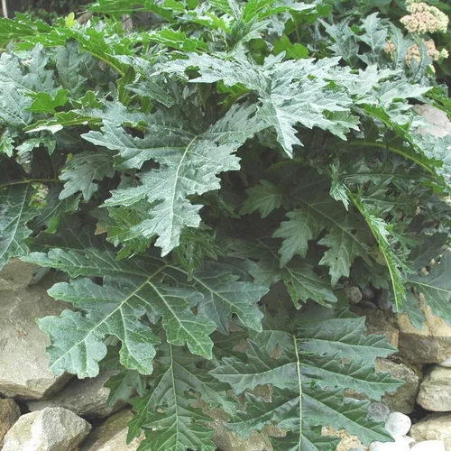 Pour l’univers du jardin:Acanthe à feuilles molles (Acanthus mollis) blanc et vert - Le pot de 9 x 9 cm