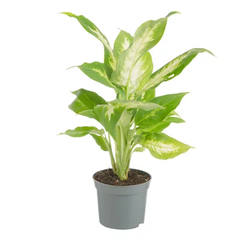 À adopter au jardin：Plante verte. Le pot de ø 8,5 cm